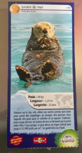 61 – Loutre de Mer