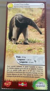 60 – Grand Fourmilier