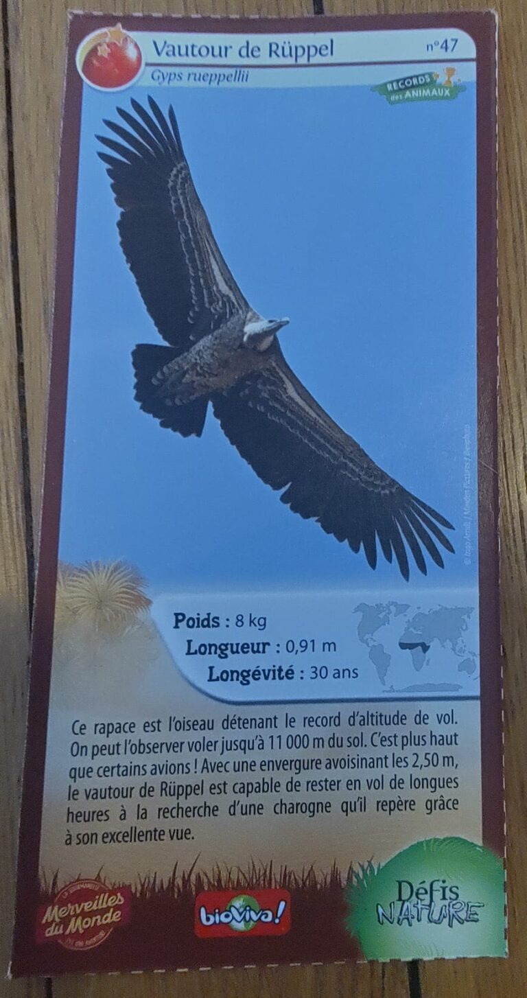Face de la carte