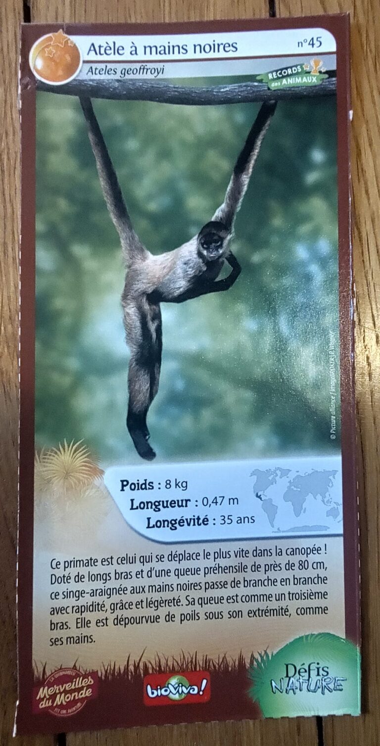 Face de la carte