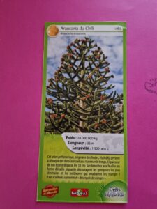 65 – Araucaria du Chili