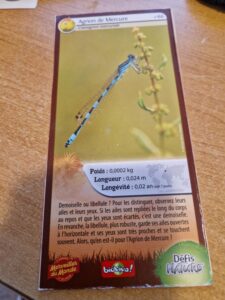 66 – Agrion de Mercure